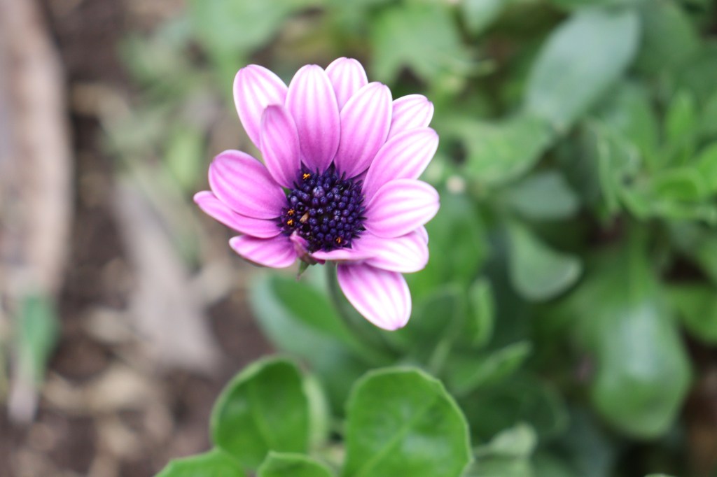 ¿Cómo acercarse a Dios a través de la&nbsp;naturaleza?