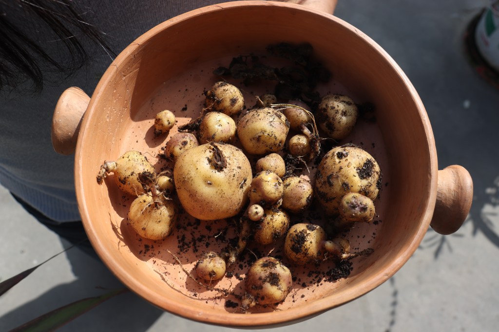 papa amarilla y espiritualidad teología de la comida andina significado espiritual de la papa papa amarilla en la Biblia (o fe cristiana) alimento sagrado en la cultura andina Dios y los alimentos naturales conexión entre fe y agricultura la papa como don de Dios agradecimiento por los alimentos comer con sentido espiritual