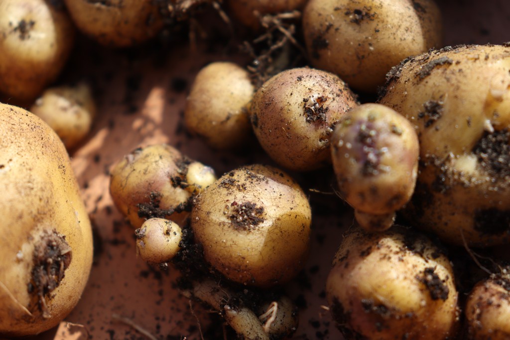 papa amarilla y espiritualidad teología de la comida andina significado espiritual de la papa papa amarilla en la Biblia (o fe cristiana) alimento sagrado en la cultura andina Dios y los alimentos naturales conexión entre fe y agricultura la papa como don de Dios agradecimiento por los alimentos comer con sentido espiritual