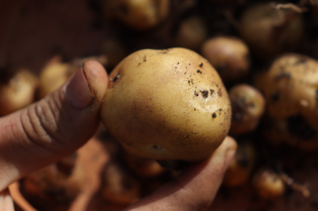 papa amarilla y espiritualidad teología de la comida andina significado espiritual de la papa papa amarilla en la Biblia (o fe cristiana) alimento sagrado en la cultura andina Dios y los alimentos naturales conexión entre fe y agricultura la papa como don de Dios agradecimiento por los alimentos comer con sentido espiritual